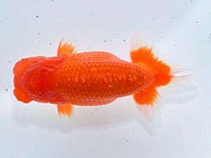 湘南らんちゅう会　東大関　里美　川口忠秋