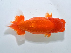 湘南らんちゅう会　西大関　信長　亀山　修