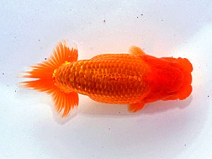 湘南らんちゅう会　立行司　床屋　高橋大祐