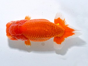 湘南らんちゅう会　取締一　英心　安田英一