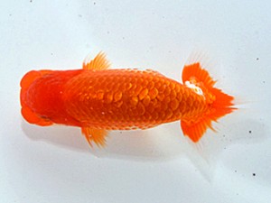 湘南らんちゅう会　取締二　紅彩　八矢貞亮
