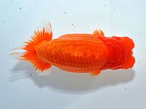 湘南らんちゅう会　東大関　床屋二　高橋大祐