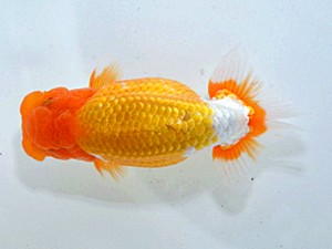 湘南らんちゅう会　西大関　花　熊澤　誠