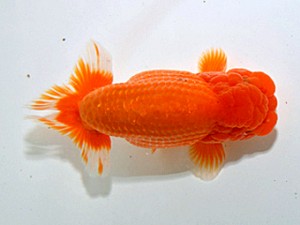 湘南らんちゅう会　立行司　泉花　中澤俊男