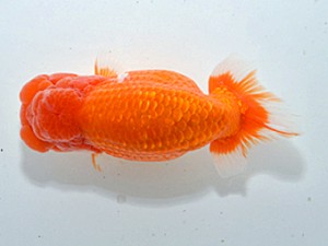 湘南らんちゅう会　取締一　連心　羽鳥容平