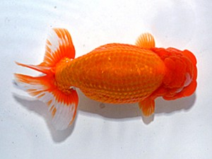 湘南らんちゅう会　東大関　竜王　熊澤　誠