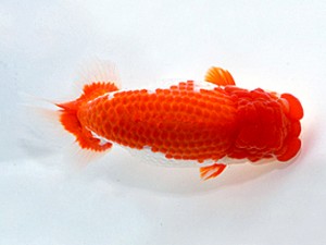 湘南らんちゅう会　西大関　秋桜　荒井宣裕