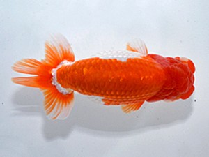 湘南らんちゅう会　立行司　維舞妃　古瀬　充