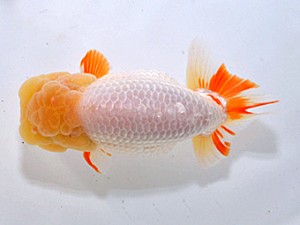 湘南らんちゅう会　取締一　雨雲　安田英一