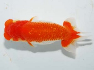 紫錦会　東大関　司　物部光宏　三崎