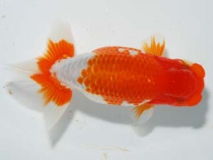 紫錦会　西大関　彩瞳　小串章生　横浜