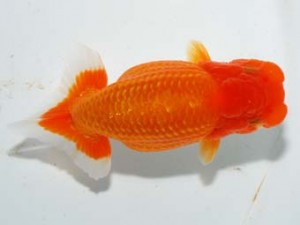 紫錦会　立行司　美咲　桑田耕治　目黒