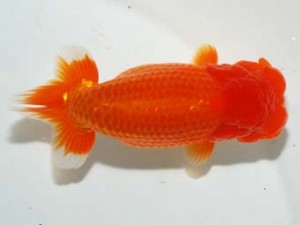 紫錦会　取締一　天真　白石友太朗　蒲田