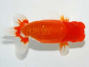 紫錦会　取締二　和　木村　等　本庄