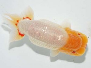 紫錦会　東大関　白虎　白石友太朗　蒲田