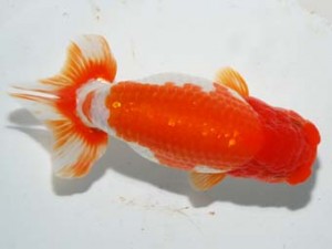 紫錦会　立行司　章瞳　小串章生　横浜