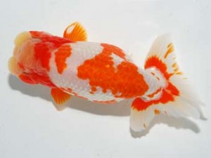 紫錦会　取締一　司藤　物部光宏　三崎