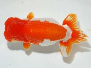 紫錦会　取締二　和　中村精一　新潟