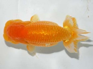 紫錦会　東大関　司　物部光宏　三崎