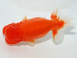 紫錦会　西大関　黄金丸　丸山大徹　所沢