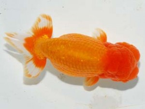 紫錦会　立行司　彩瞳　小串章生　横浜