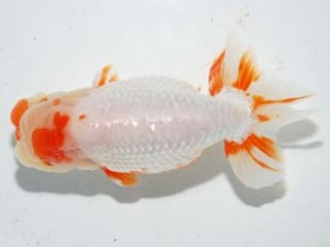 紫錦会　取締一　十六夜　浅尾富夫　鎌倉