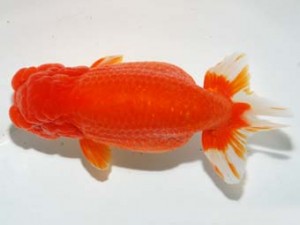 紫錦会　取締二　彩瞳　小串章生　横浜