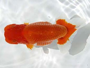 玉野錦鱗会　一席　田中茂規　玉野市