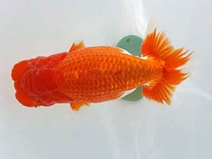 玉野錦鱗会 五席　白川成也　倉敷市