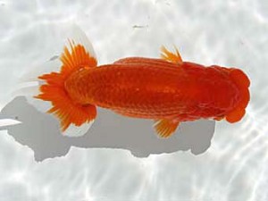 玉野錦鱗会　六席　原田和彦　倉敷市