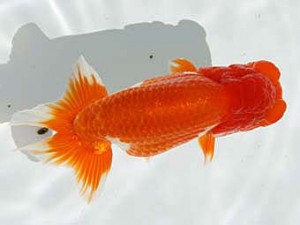 玉野錦鱗会 一席　原田和彦　倉敷市