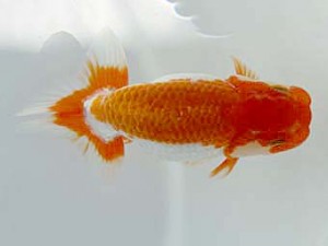 玉野錦鱗会 四席　山崎康義　倉敷市