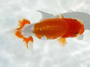 玉野錦鱗会 五席　立川良昭　岡山市