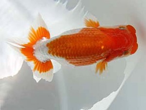 玉野錦鱗会　二席　三宅一共　浅口市