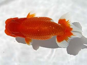 玉野錦鱗会　四席　筒井正雄　倉敷市