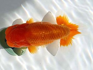 玉野錦鱗会　五席　仁子正道　玉野市