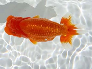 玉野錦鱗会 一席　子川時正　広島市