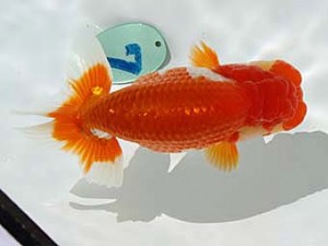 玉野錦鱗会 二席　石田一男　福山市