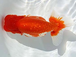 玉野錦鱗会　一席　梁原隆夫　倉敷市