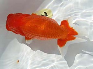 玉野錦鱗会　二席　矢部茂樹　倉敷市