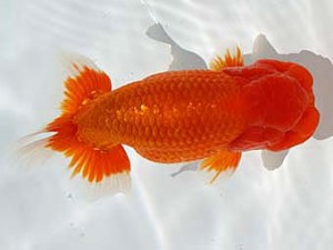 玉野錦鱗会　三席　武田悦男　福山市