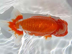 玉野錦鱗会　四席　三宅一共　浅口市