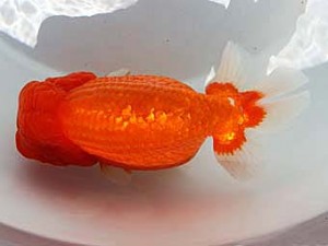 玉野錦鱗会　一席　鈴木義信　倉敷市