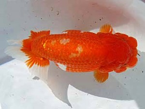 玉野錦鱗会　二席　渡辺定夫　岡山市