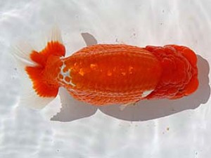 玉野錦鱗会　三席　梁原隆夫　倉敷市