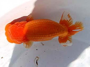 玉野錦鱗会　四席　賀谷和大　広島市