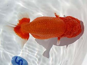 玉野錦鱗会　五席　三河康宏　広島市