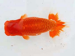 西日本金魚愛好会　東大関　出口義幸　西日本金魚愛好会