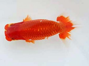 西日本金魚愛好会　西大関　出口義幸　西日本金魚愛好会