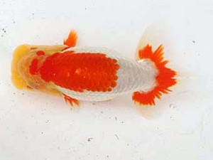 西日本金魚愛好会　東取締　大坪辰昭　西日本金魚愛好会